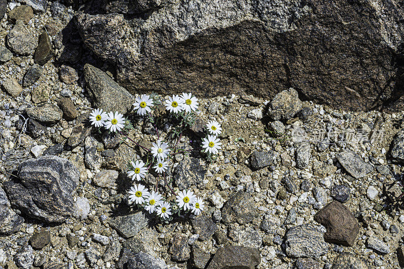 Monoptilon bellioides，沙漠之星，也被称为莫哈韦沙漠之星，发现于加州约书亚树国家公园